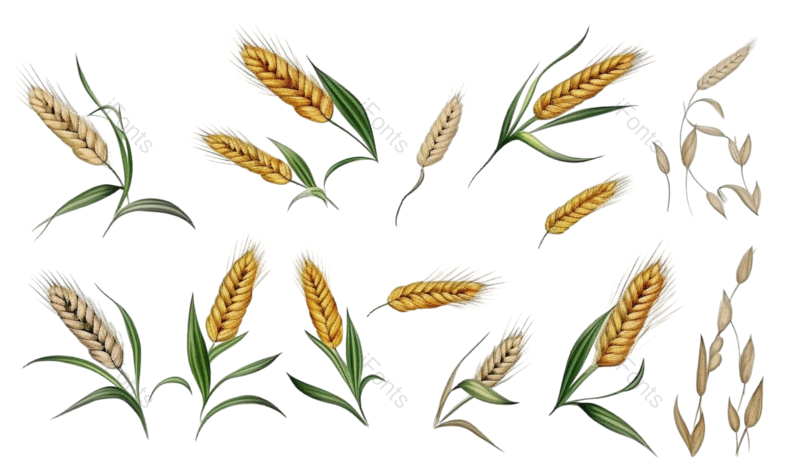芒种图片,麦子元素,麦穗PNG,小麦免抠素材
